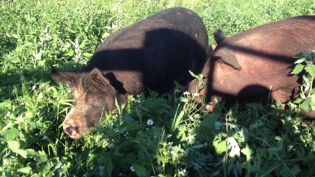 Natural Pastured Berkshire Pork