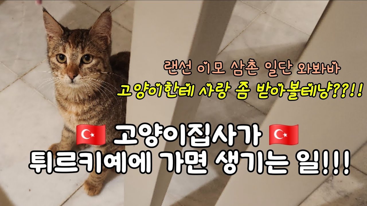 [고양이빵집] 고양이집사가 튀르키예로 여행가면 생기는 일! 랜선이모 삼촌들 짐 싸세요!!
