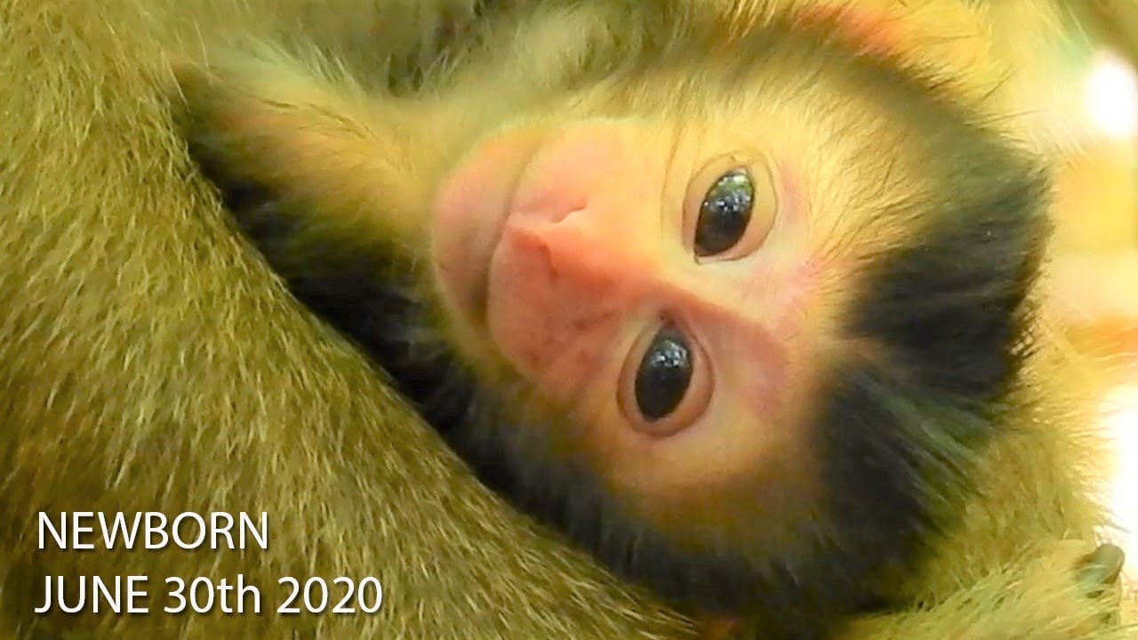 Congratulation!Rose Monkey Give Birth To Newborn Hybrid Baby|Welcome New Member Of Amber Troop