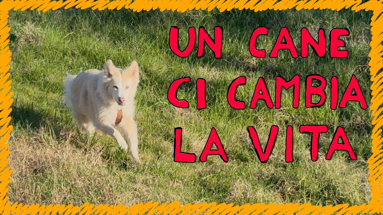 2026 Il Cane Ci Cambia La Vita