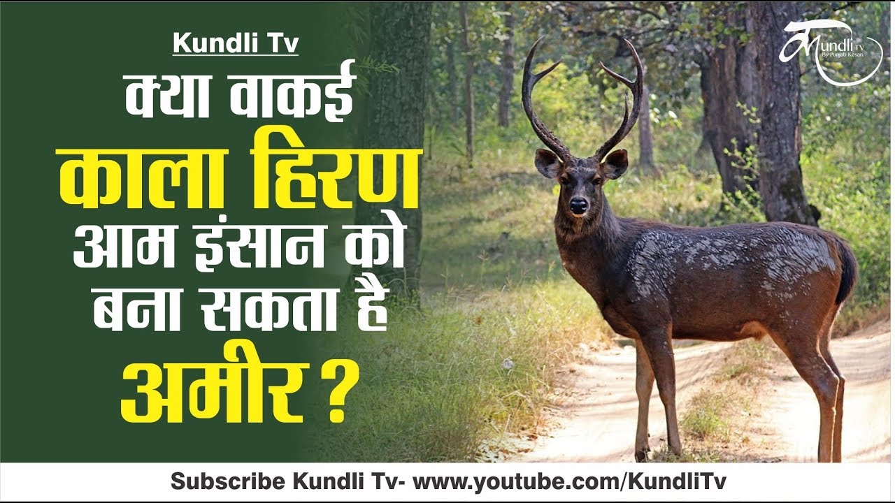 क्या वाकई काला हिरण आम इंसान को बना सकता है अमीर ? 20 june