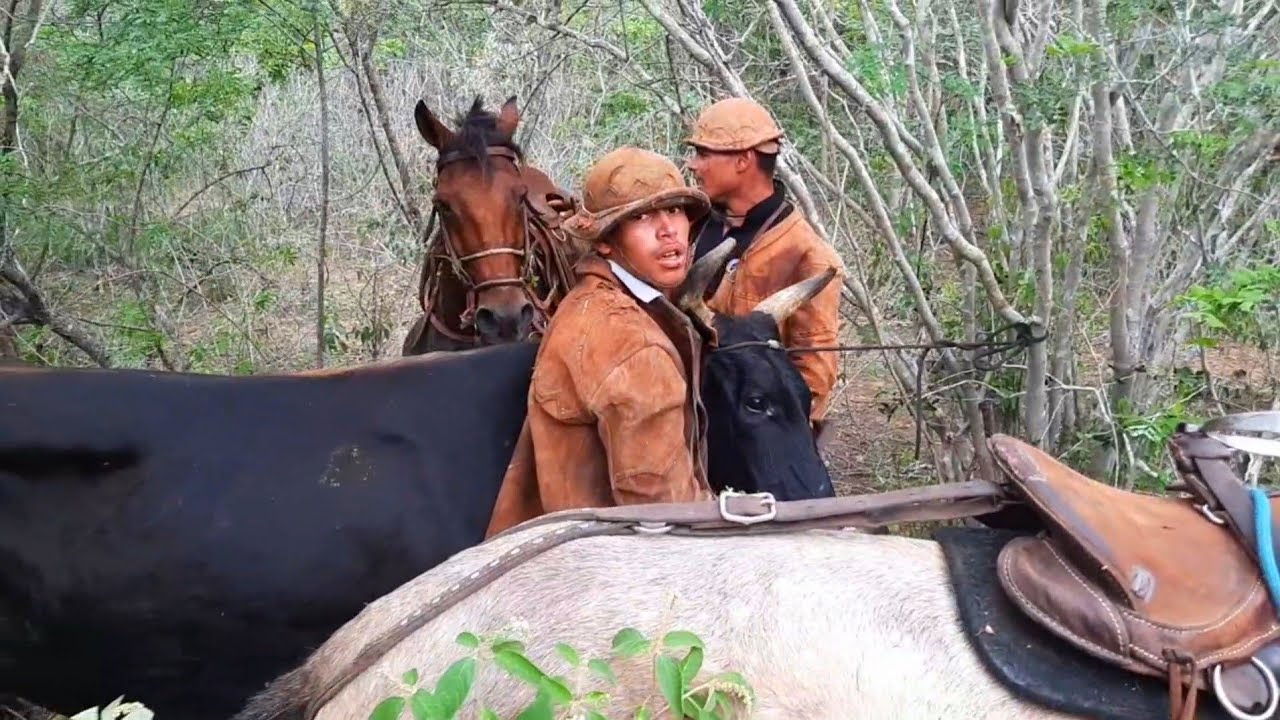 Treino de gado com a nova geração de vaqueiros