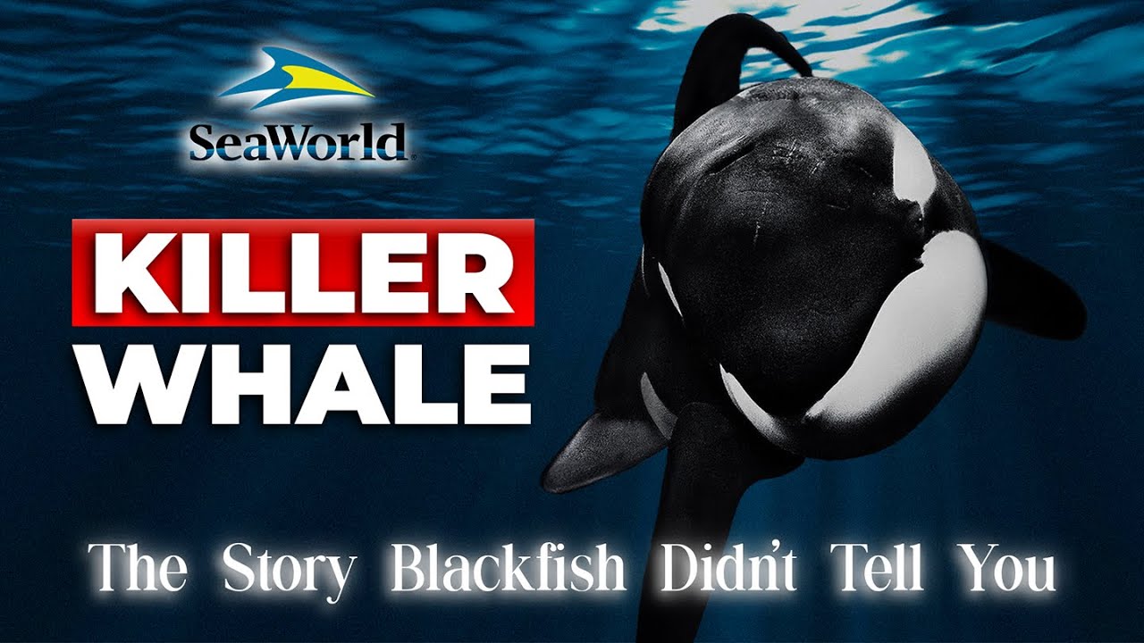 KILLER WHALE: The Story Blackfish Didn&rsquo;t Tell You