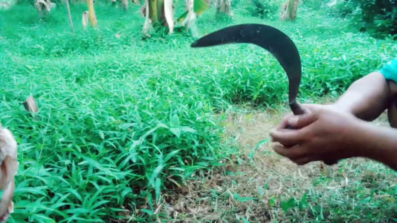 Pas lagi ngarit rumput santui tiba tiba gelap
