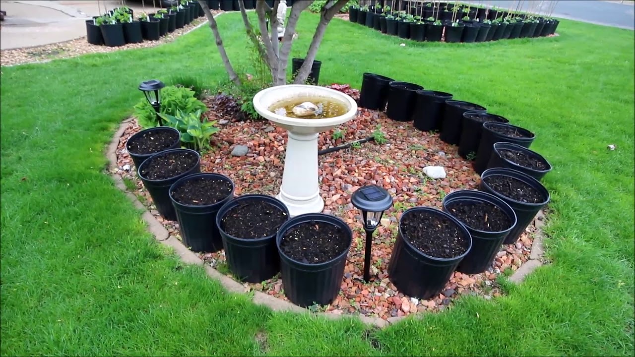 Pepper plants May 18th 2019