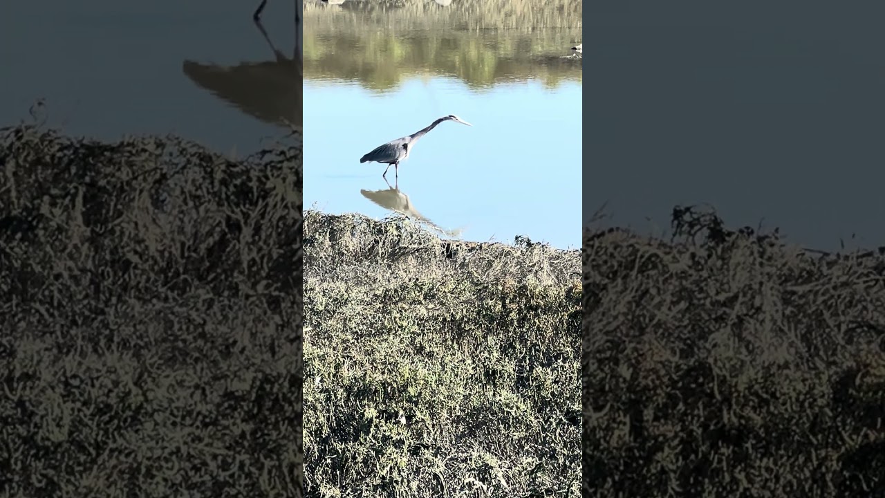 #birds