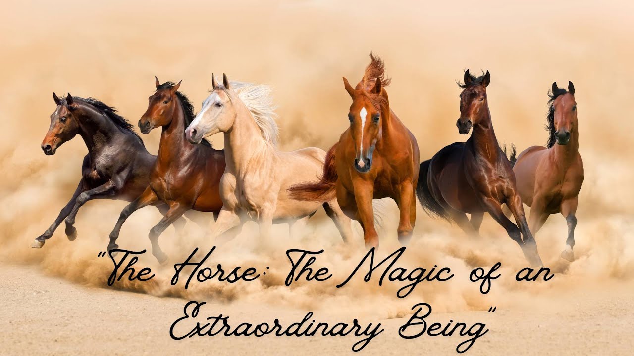 “The Horse The Magic of an Extraordinary Being”