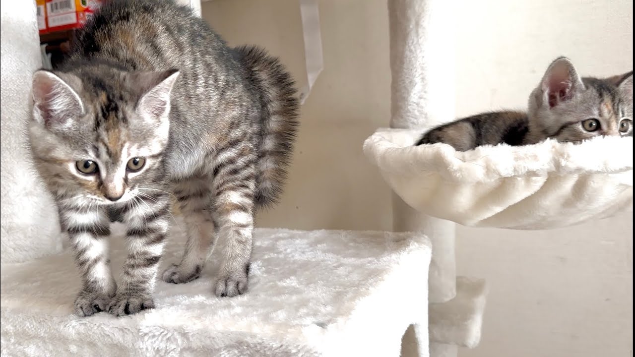 先輩猫のとある行動で毛がボフボフしちゃった子猫【かぐ告兄妹日記#38】Kitten surprised by senior cat's behavior.