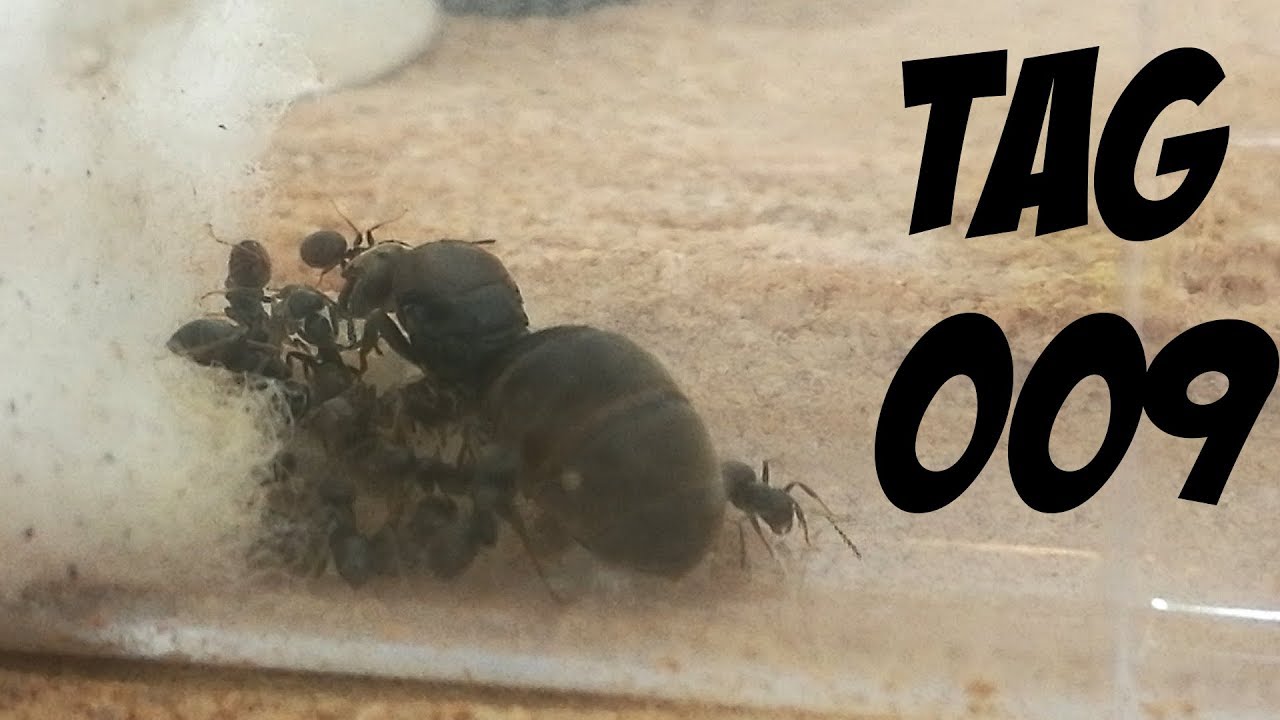 Ameisenfarm Tag #009 'UMZUG' - Kräfte werden gespart...