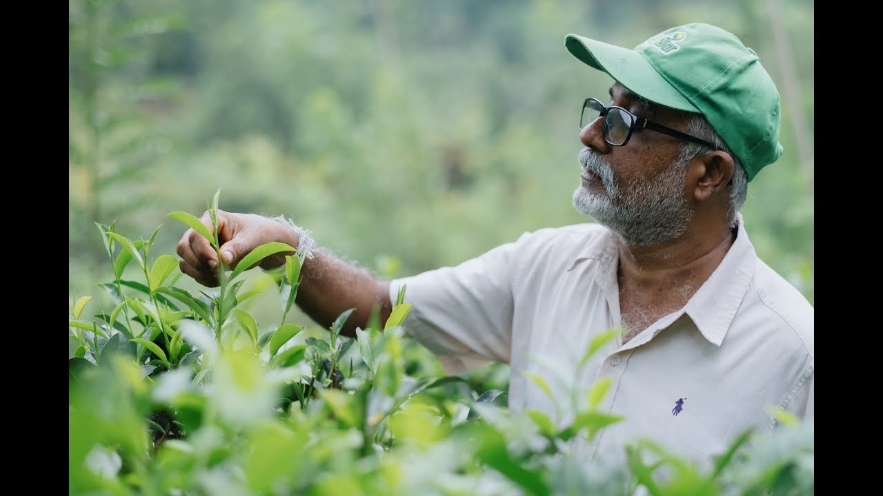 Our Story - Nandana Tea Factory - Extended Version
