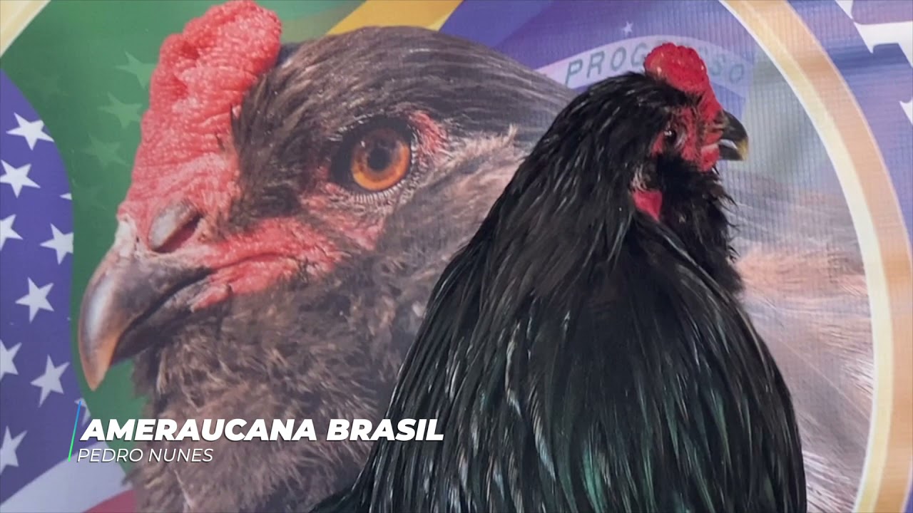O PADRÃO DE UM AMERAUCANA RAÇA PURA. (MACHO)