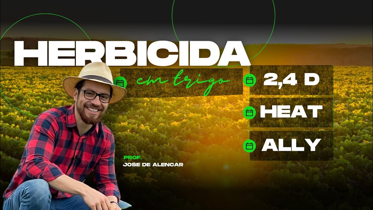 2,4D, ally e heat são herbicidas que garantem a produtividade mas se errar pode prejudicar