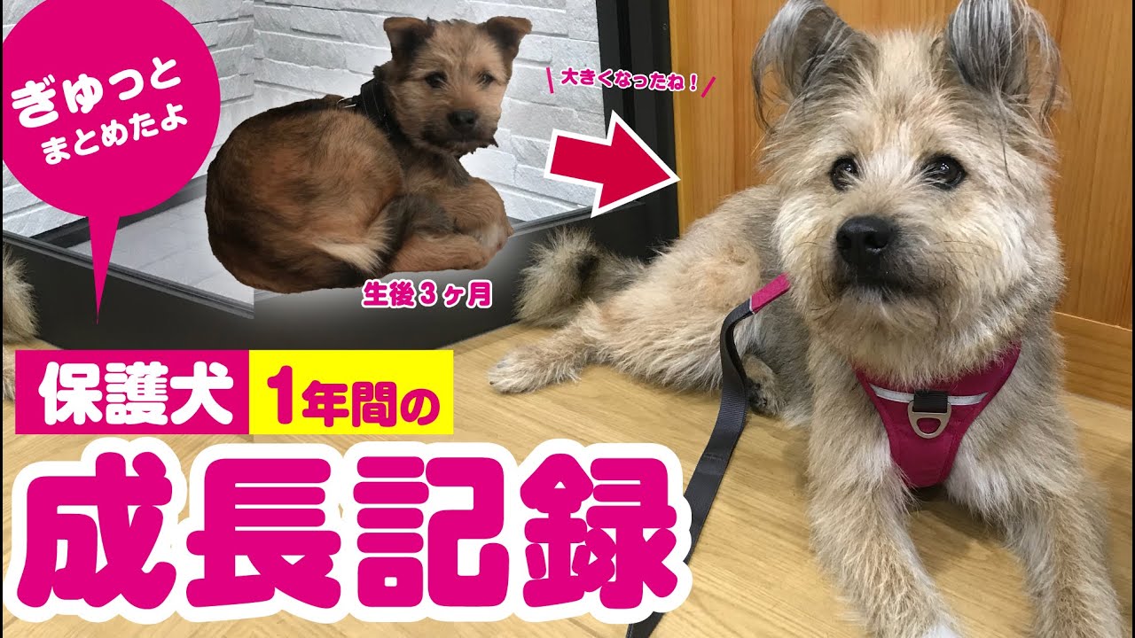 元野犬の子犬ポテの1年間〜大きくなるまでの成長記録〜