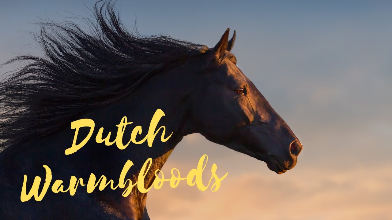 The History of Dutch Horses