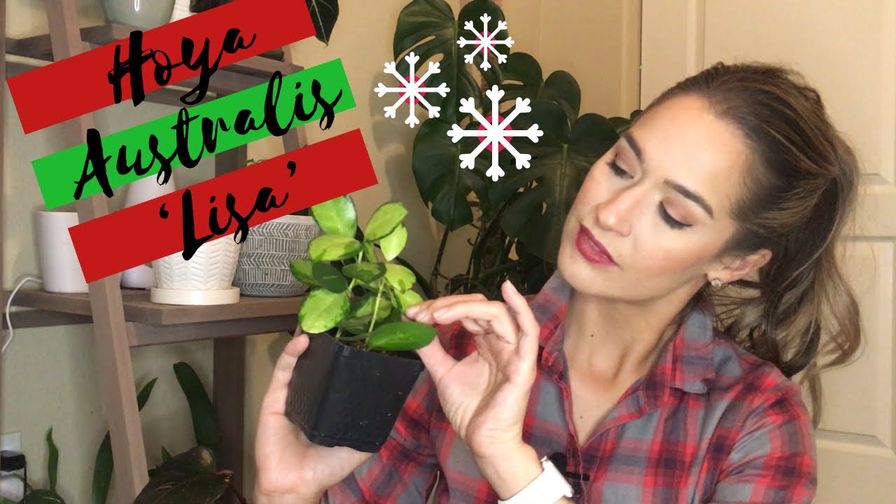 Hoya Australis 'Lisa' | Happy Hoya-Days: Day 9 | Vlogmas 2019