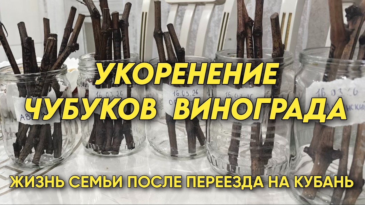 1105 Укоренение черенков винограда|Жизнь семьи на юге после переезда с Урала