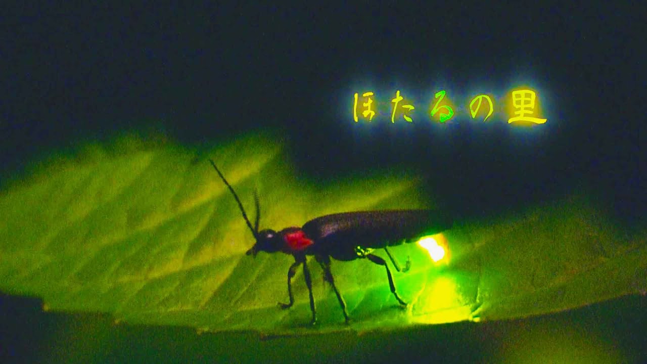 綺麗！ほたるの乱舞　The genji firefly is a lot.