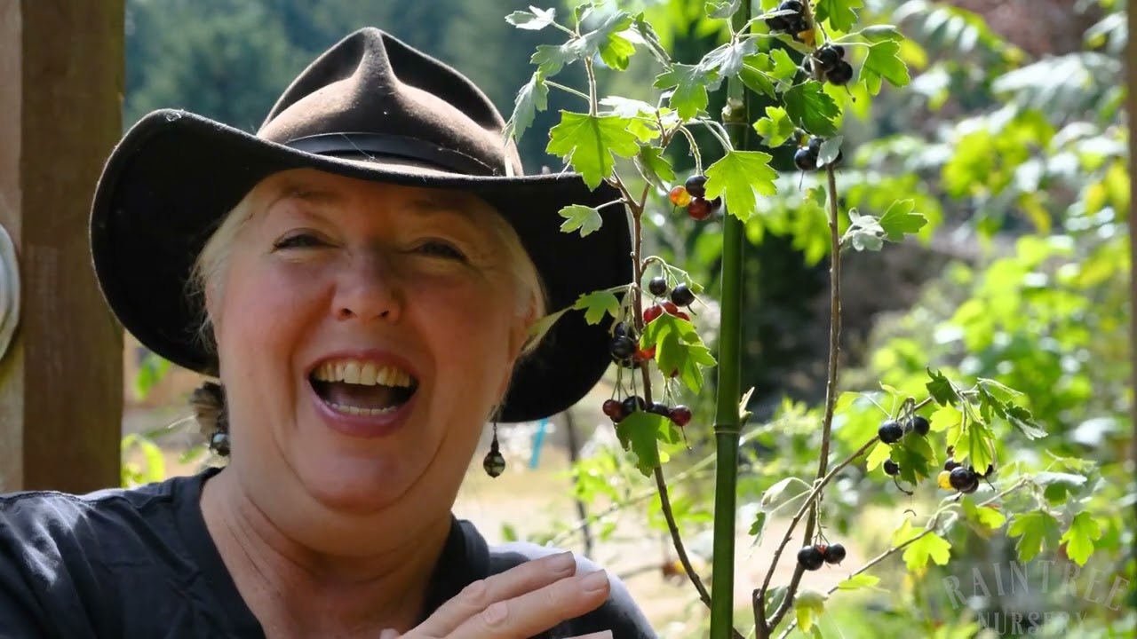 Raintree Nursery Fruit Feature: Missouri Giant Black Currant