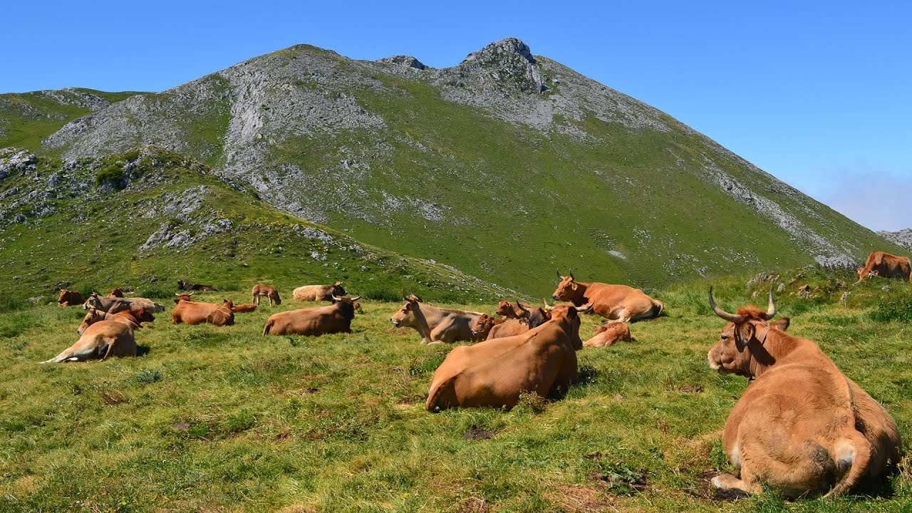 Disfruta de la mejor Ternera Asturiana I.G.P. con Crivencar