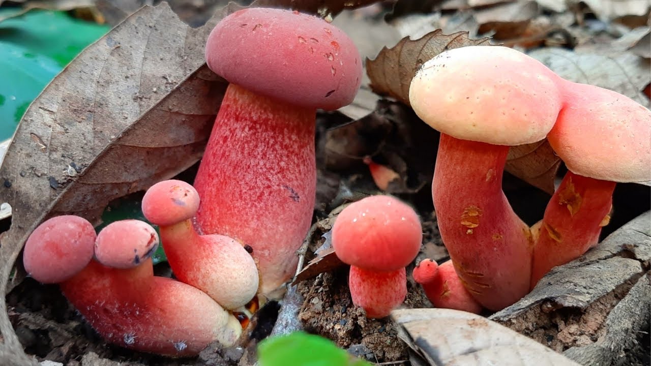 เก็บเห็ดผึ้งหวานดอกสวยๆโคตรเยอะ..ออกเป็นหมู่ๆเก็บสะใจ..wild mushrooms.