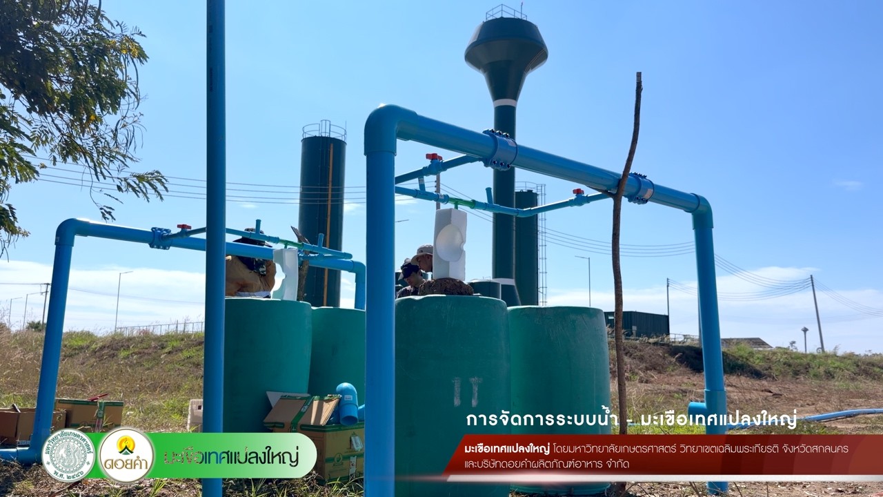 ระบบน้ำ-มะเขือเทศแปลงใหญ่ โดย ม.เกษตรศาสตร์ สกลนคร และโรงงานหลวงอาหารสำเร็จรูปที่ 3