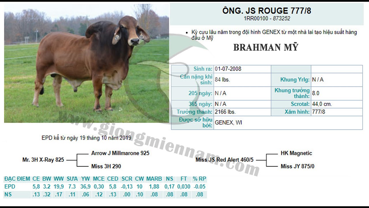 BÒ BRHMAN MỸ ROUGE 777/8