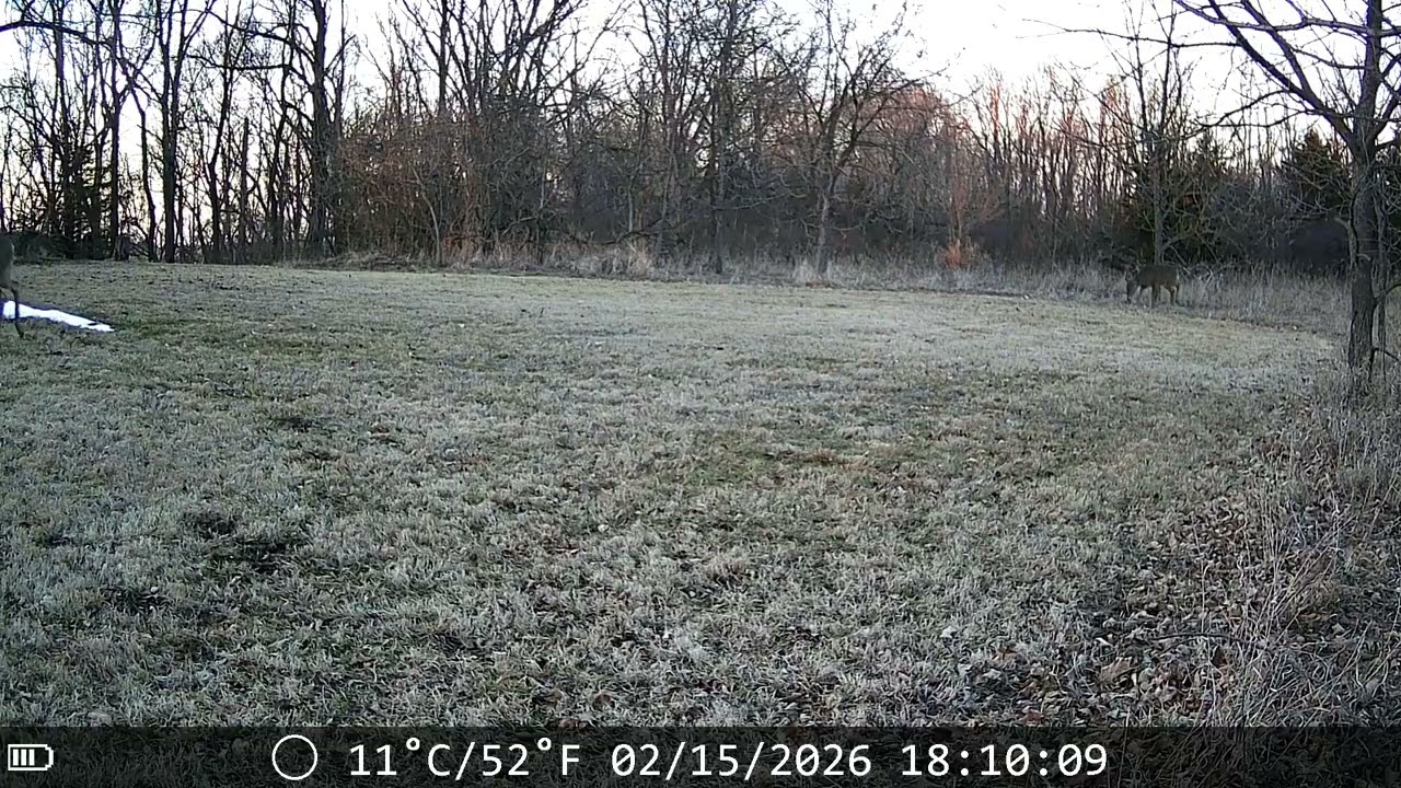 The Snow is Melting... and Look Who Showed Up! 🦌❄️