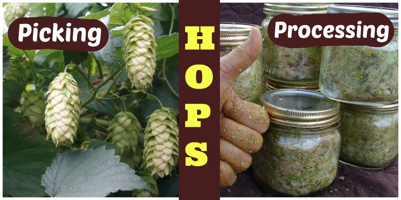 Hops: How to harvest, process, and store hops