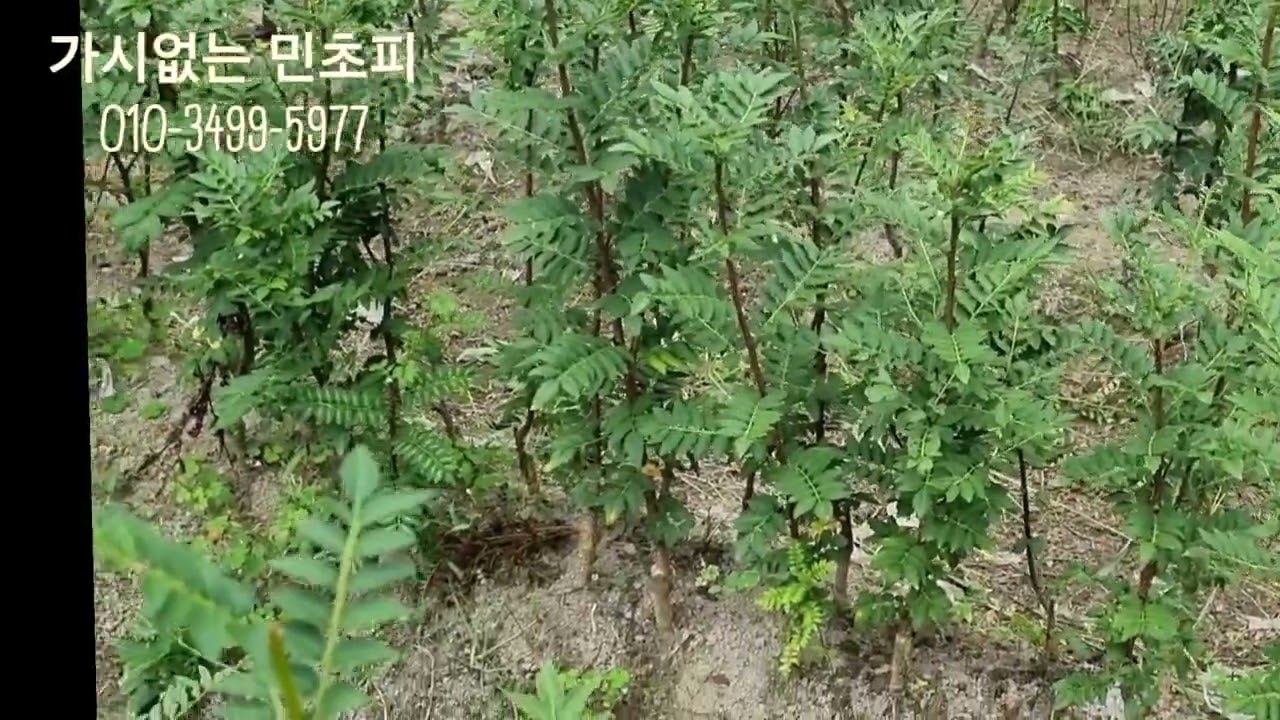 가시없는 민초피 묘목 꼭 심으세요