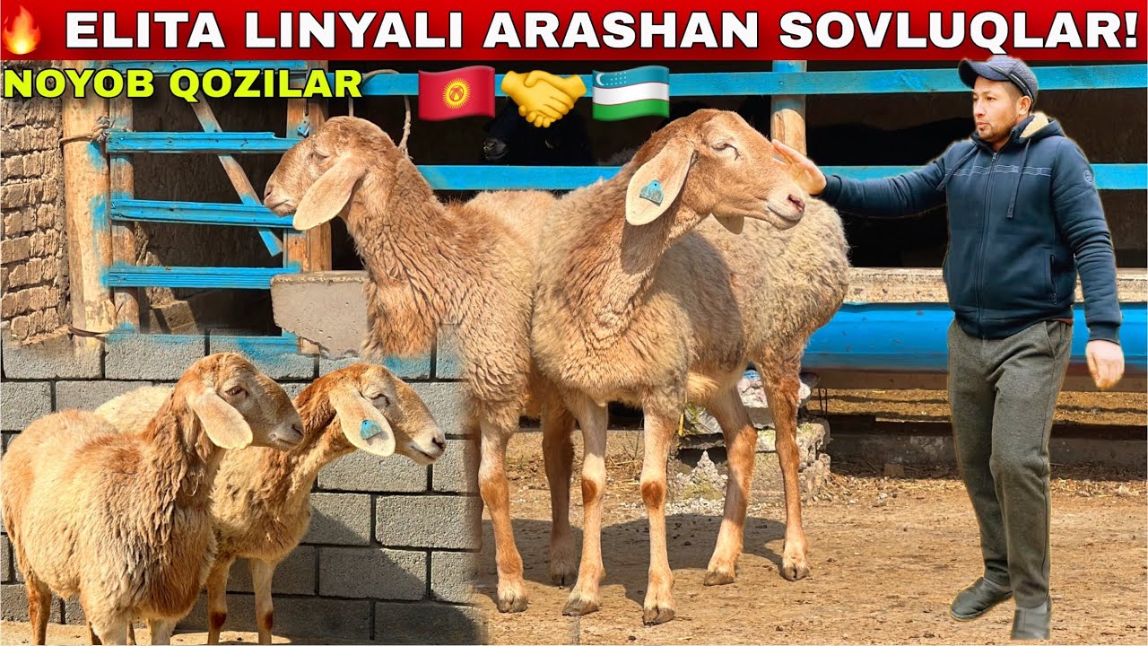 😱🇰🇬DAXSHAT ARASHAN! NOYOB QO‘CHQORLAR MUHRIDDIN AKAGA! 🔥