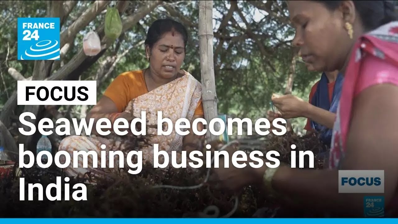 Seaweed becomes booming business in India's 'blue economy' &bull; FRANCE 24 English