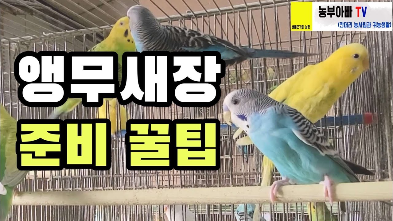 앵무새 키우기 전문가가 알려주는 앵무새장 준비 팁. 새아빠-ep04