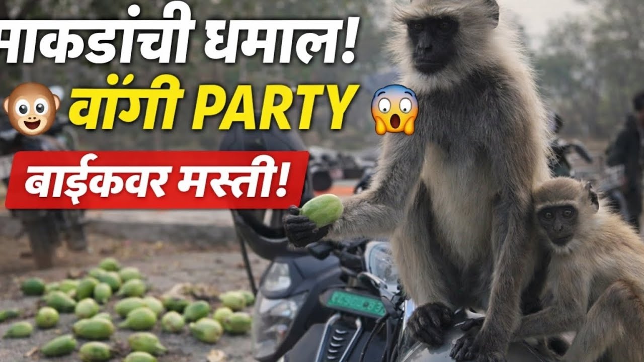 माकडांची फुल ऑन मस्ती 🐒😆 वांगी, बाईक आणि गोंडस पिल्ले #cute monkey #funny video