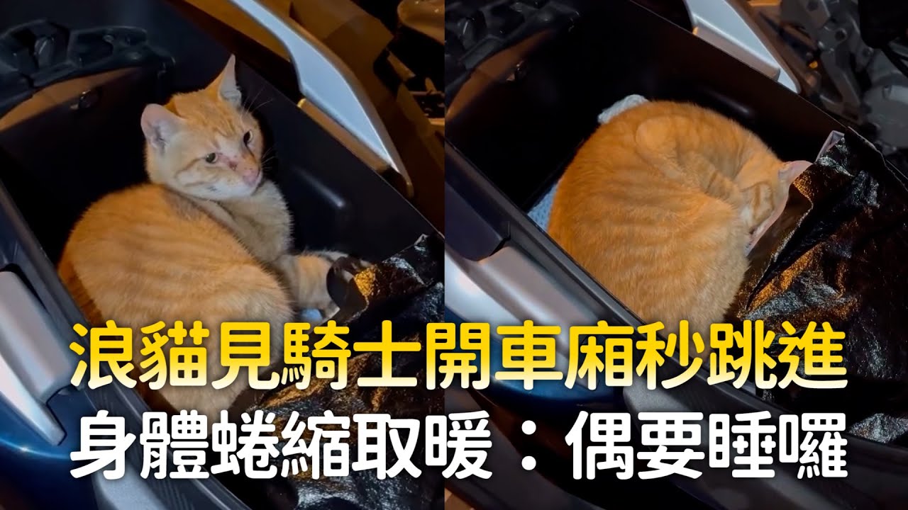 浪貓見騎士開車廂秒跳進　身體蜷縮取暖：偶要睡囉