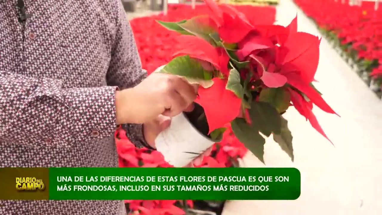 Temporada de Poinsettia 2022 en Viveros Bermejo - 