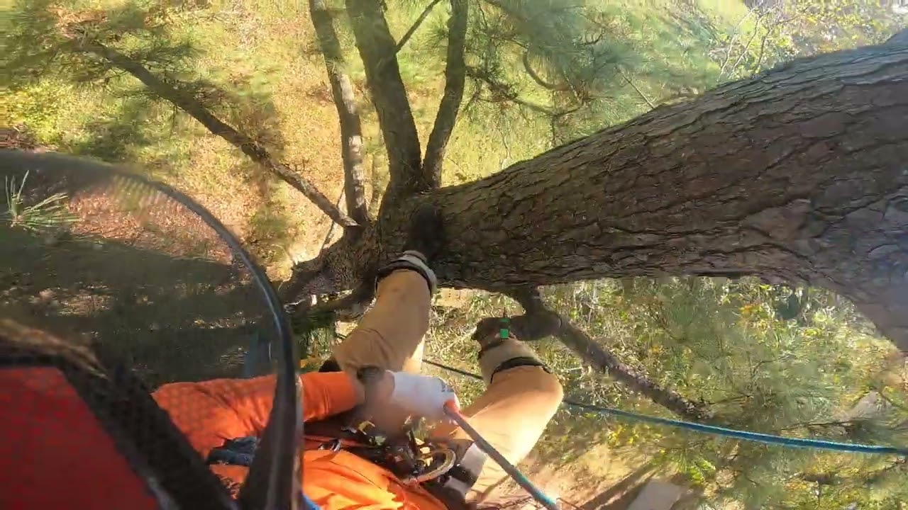 (RAW) Another pine to cut down in high winds.