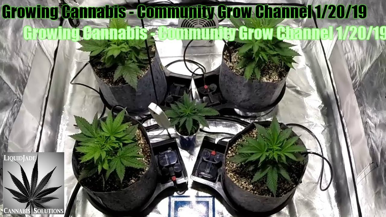Growing Cannabis  - Community Grow Channel 1-20-19