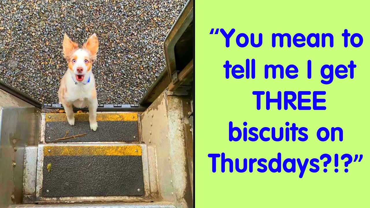 UPS Driver Captures The Cutest Clients He Meets On Routes, And People Can&rsquo;t Get Enough - funny humor
