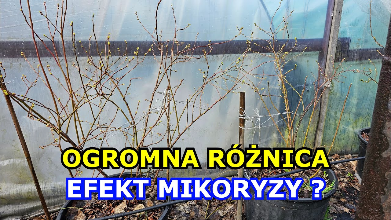 OGROMNA RÓŻNICA w Uprawie Borówki. Czy to efekt stosowania Mikoryzy? Mikoryza moja opinia.