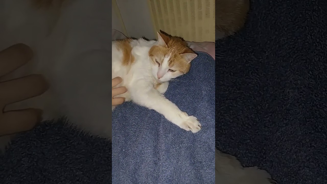how he can be so cute #cat #studywithmeandmycat #shortvideo