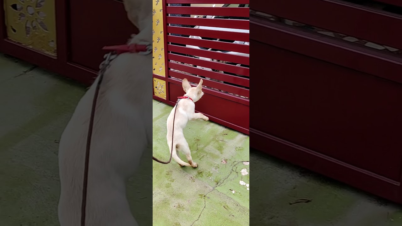 Labrador Scolds Rajapalayam Dog and Runs Away / Maara Atrocities