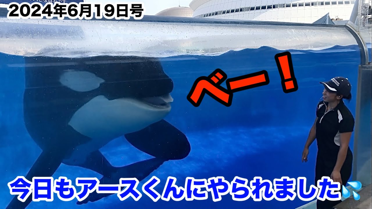 今日もアースくんにやられました💦💦💦 2024年6月19日号【 #名古屋港水族館 】アースくんとリンちゃんのベリービート練習&シャチ公開トレーニングから #アースの好きなところ
