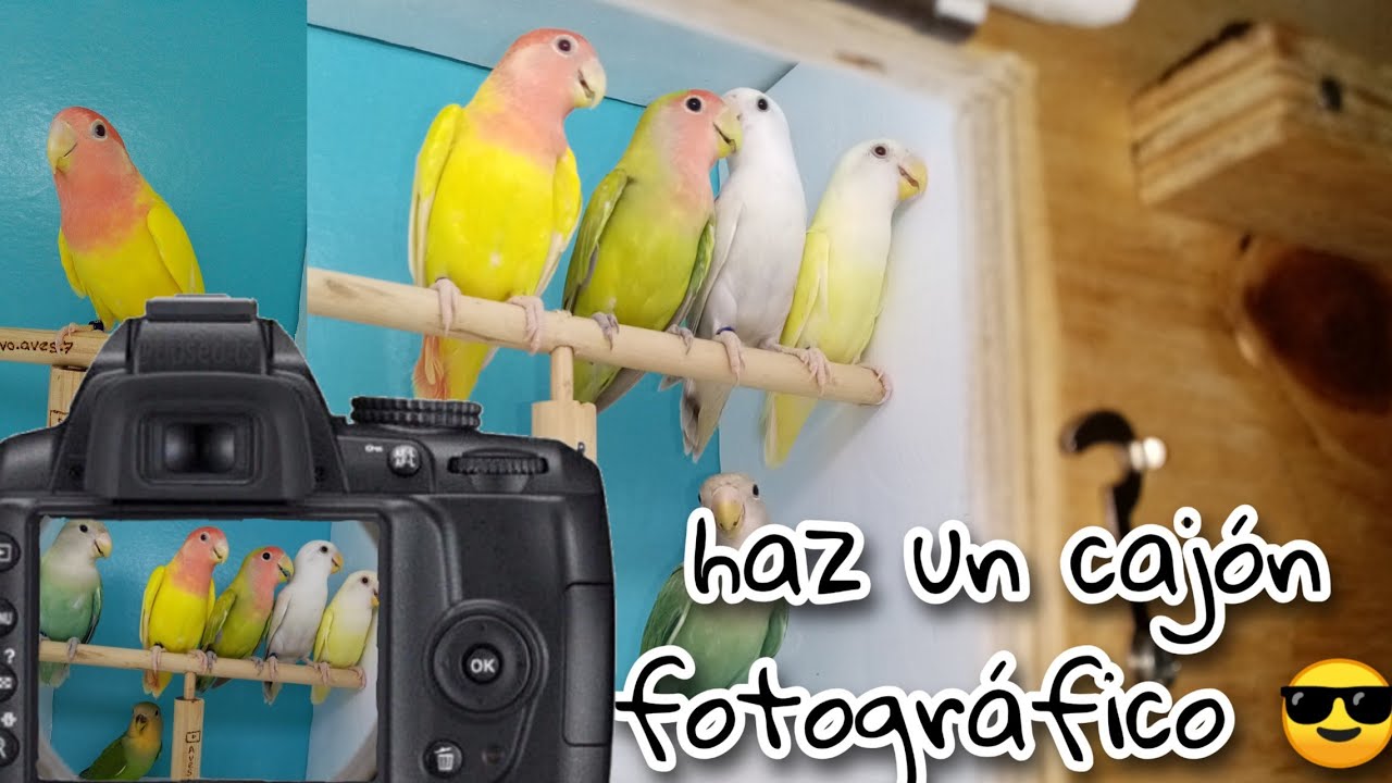Cajón fotográfico para aves (caja de luz para fotos)
