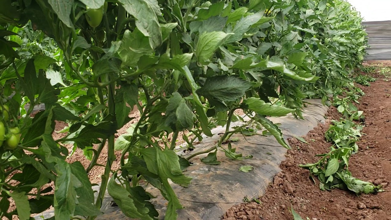 DESHOJES EN TOMATE, 2021 #laboresculturales