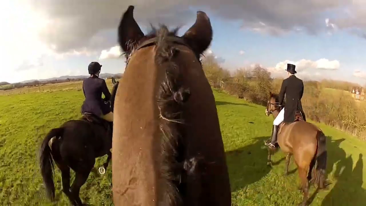 Bertie hedge hopping and galloping around Queenhill late Feb 2016