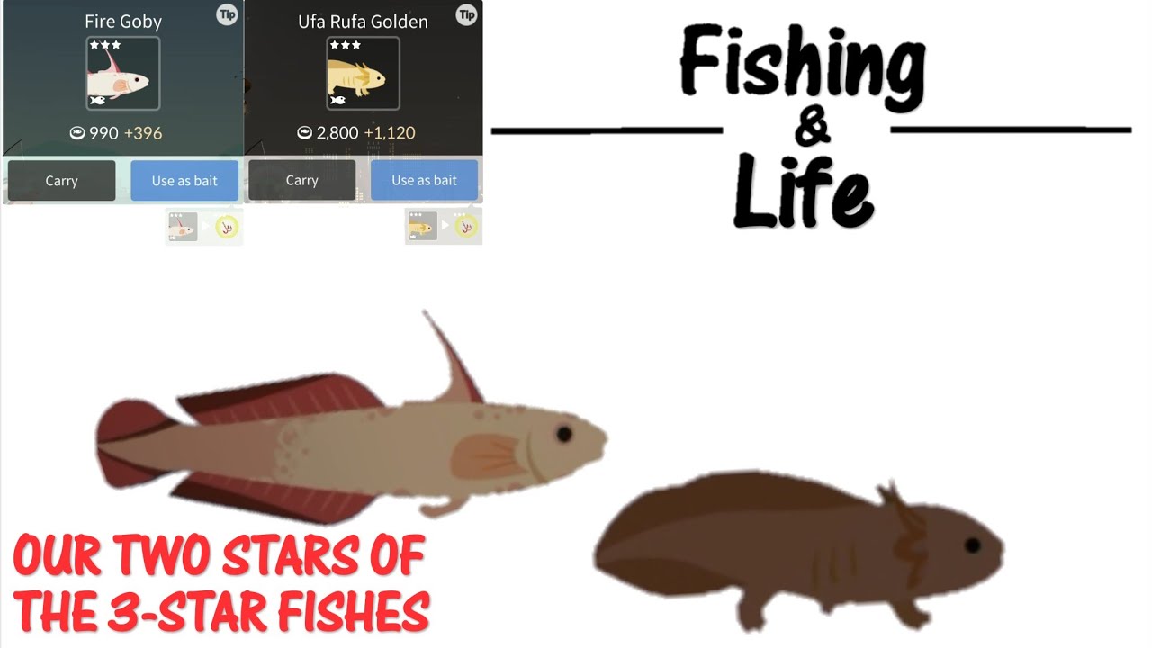 Fishing Life #1: Fire Goby and Golden Ufa Rufa | Our Two Stars Of The 3-Star Fishes