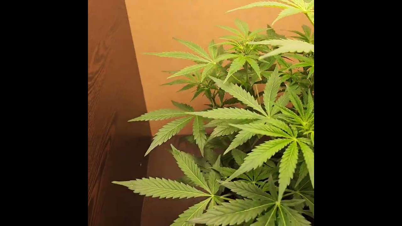 Cannabis Grow Update (Day 33) Pre Flower.