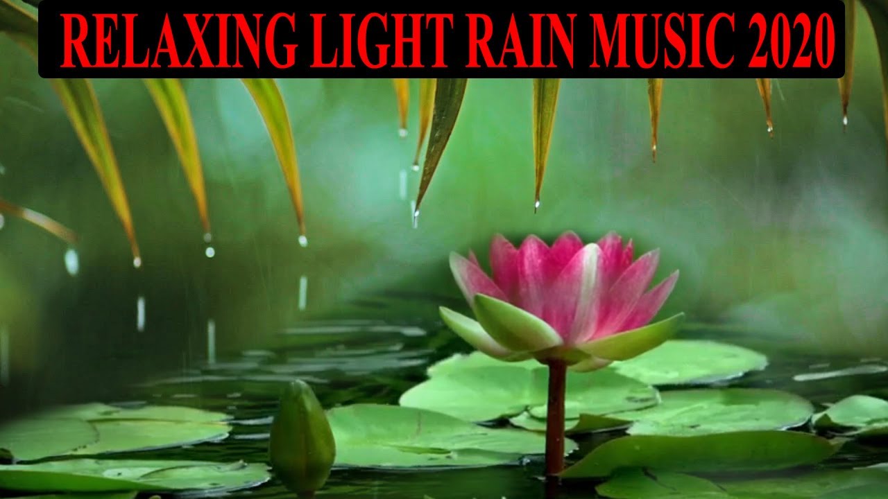 RELAXING LIGHT RAIN Music & Soft Rain Sounds:LOTUS FLOWER Music, Sleep Music, Peaceful Music