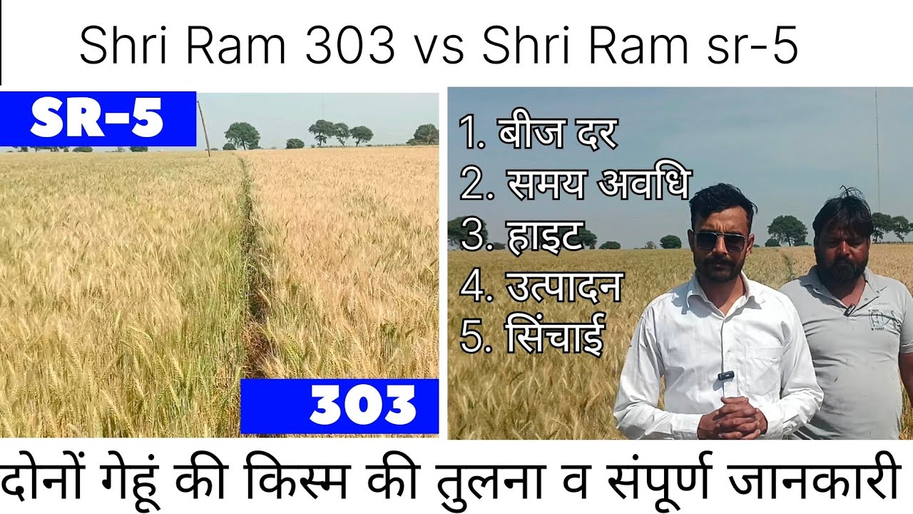Shri Ram 303 और  Shri Ram sr-5 दोनों गेहूं की तुलना। दोनों गेहूं का कंपेरिजन, Shri Ram 303 vs sr 5