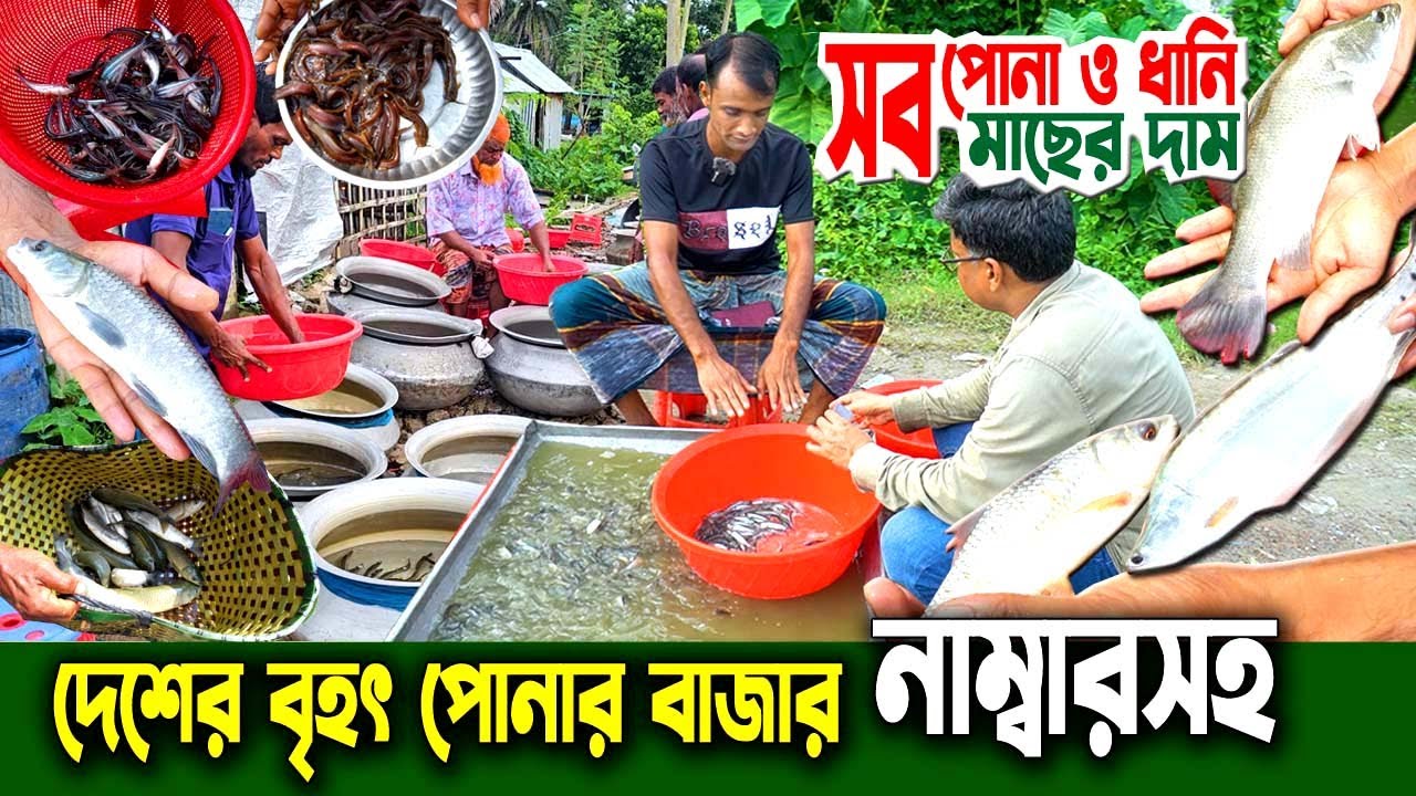 চাঁচড়া বাবলাতলা যশোর পোনা মাছের হাট | দাম, লোকেশন ও বিক্রেতার নাম্বার | Fish Seed Market BD
